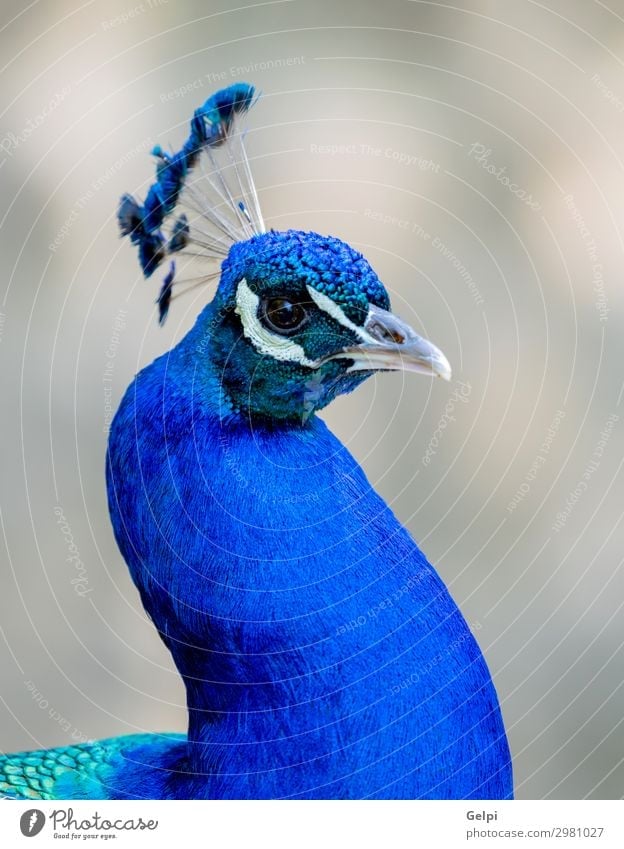 Amazing portrait of a peacock Elegant Beautiful Man Adults Exhibition Zoo Nature Animal Park Bird Bright Natural Blue Green Turquoise Colour colorful wildlife