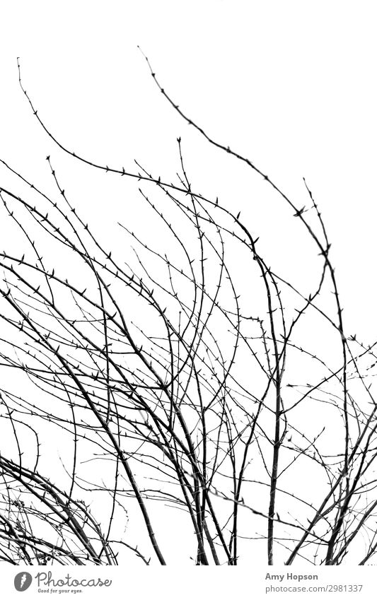 Black and white winter branches curved abstract Nature Winter Plant Tree Branch Fluid Uniqueness Natural Point Thorny White Contentment Complex Art Perspective