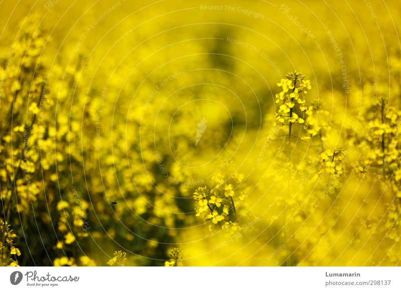 yellow Environment Landscape Spring Summer Plant Agricultural crop Canola field Field Beautiful Yellow Moody Happy Spring fever Optimism Power