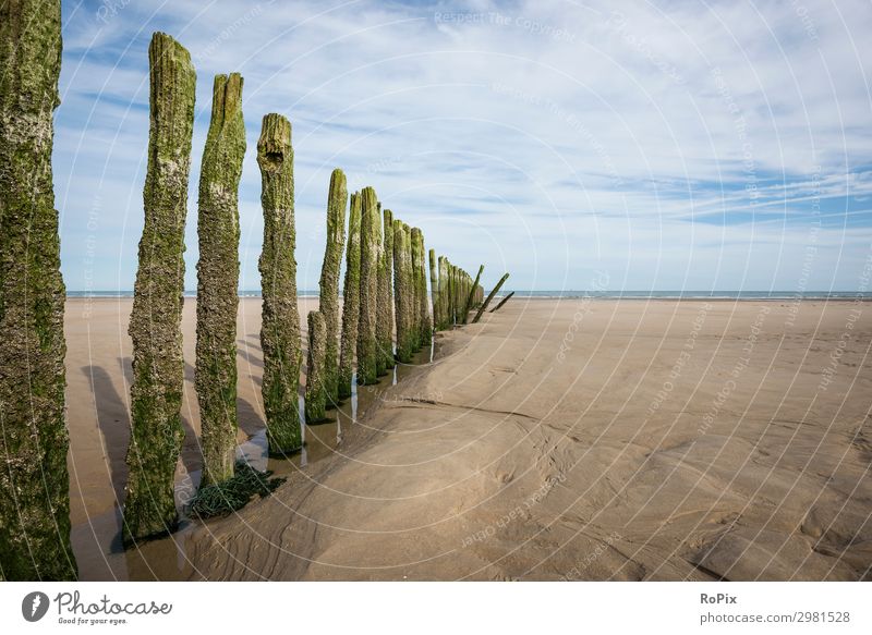 Wooden pillars at low tide in the channel coastline. Lifestyle Vacation & Travel Tourism Trip Freedom Sightseeing Expedition Summer Summer vacation Beach Ocean