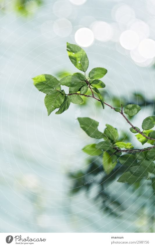 branch Nature Spring Summer Leaf Twigs and branches Glittering Illuminate Fresh Bright Natural Positive Blue Spring fever Ease Optimism Colour photo