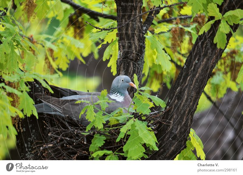 nest stool Animal Wild animal Pigeon 1 Wood Crouch Sit Tall Cute Above Blue Brown Green Contentment Spring fever Optimism Safety (feeling of) Peaceful Serene