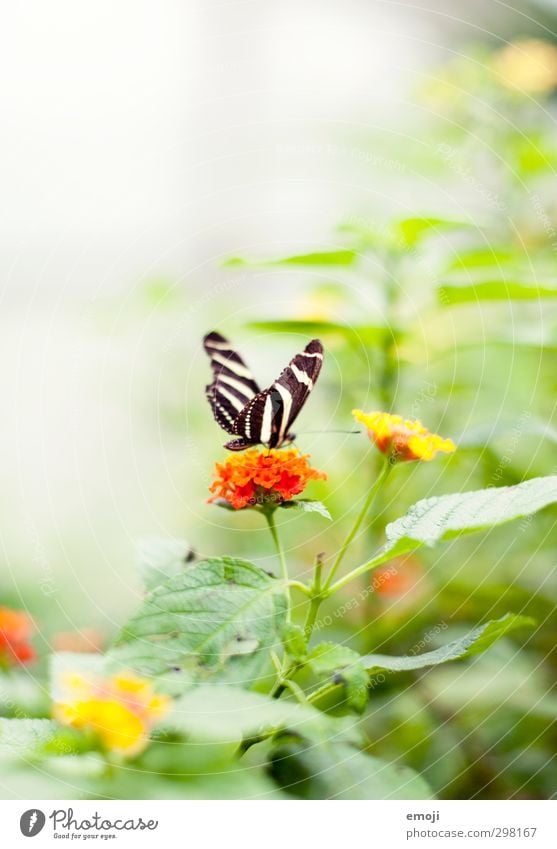 Take off. Environment Nature Plant Animal Spring Flower Bushes Wild animal Butterfly 1 Exotic Bright Natural Green Orange Colour photo Exterior shot Deserted