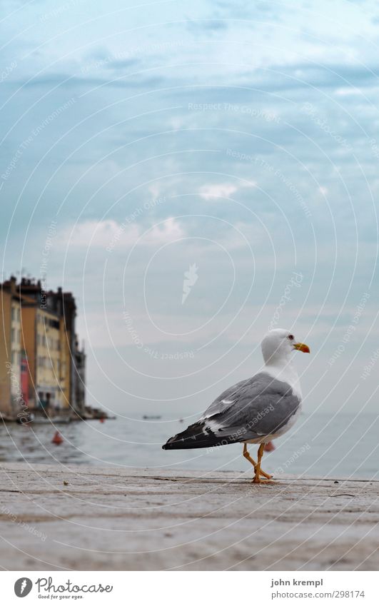 Thank you very Maf Rovinj Croatia Village Town Port City Outskirts Old town Harbour Wild animal Bird Seagull 1 Animal Going Blue Cool (slang) Optimism Caution