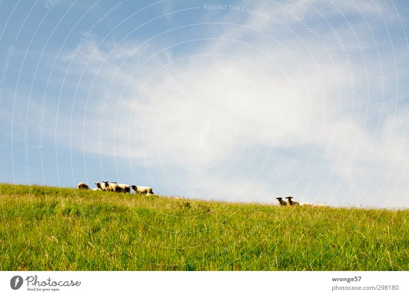 mow mow Landscape Sky Summer Beautiful weather Grass Meadow Hill Island good for the monk Zickersche Mountains Animal Pet Farm animal Flock Sheep