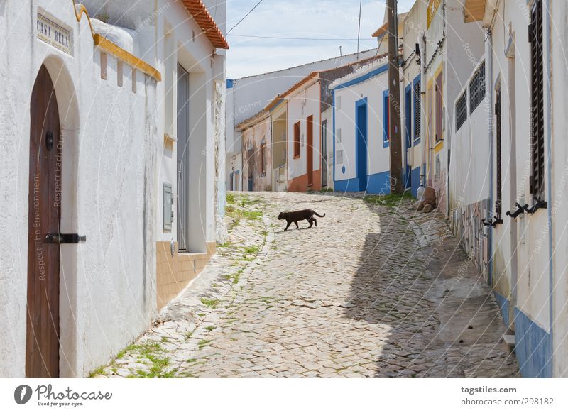 Rubble the cat and out the mouse! Portugal Algarve rapeseed Town Small Town House (Residential Structure) Street Cat Black cat Popular belief Contemplative