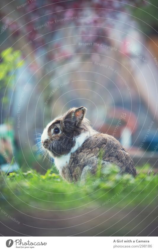 introducing Albert Animal Hare & Rabbit & Bunny 1 Sit Wait Beautiful Attentive Pet Free-roaming Subdued colour Exterior shot Deserted Copy Space top