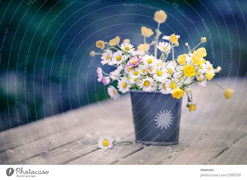 a piece of meadow Decoration Mother's Day Nature Spring Flower Blossom Wild plant Daisy Crowfoot Spring flower Meadow flower Bouquet Vase Spring fever Picked