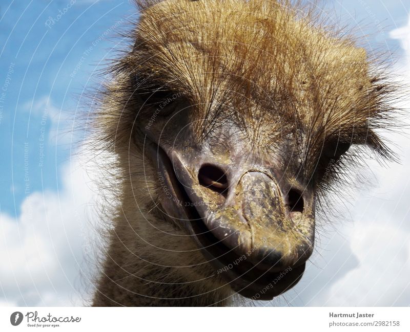 laughly Ostrich Nature Sky Clouds Beautiful weather Animal Farm animal Animal face Zoo 1 Funny Near Natural Brown Colour photo Exterior shot Close-up Deserted