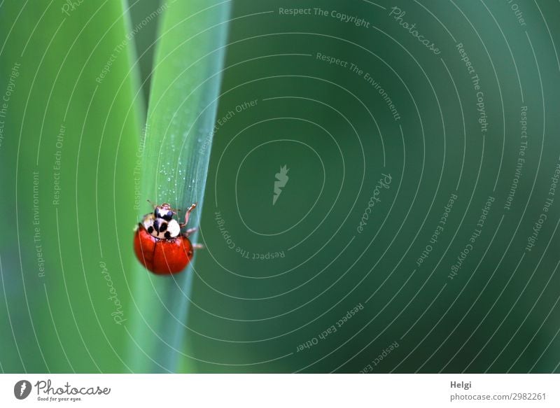 a small ladybird crawls up a green stalk Plant Leaf Park Animal Beetle Ladybird 1 To hold on Crawl Looking Esthetic Small Green Red Black White Uniqueness Life
