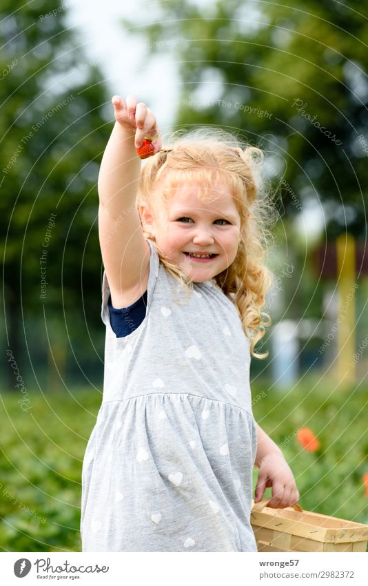 power fruit Food Fruit Strawberry Joy Human being Feminine Child Girl 1 3 - 8 years Infancy Smiling Stand Healthy naturally Juicy Multicoloured Enthusiasm