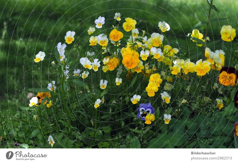 Wild pansies on the meadow Horned pansy Pansy garden pansies Flower meadow grave planting Violet Violet plants Blossom Blossom leave Flower field Flowerbed