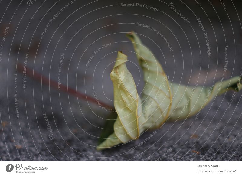 Autumn Origami Nature Plant Leaf To fall Lie To dry up Old Dry Brown Gray Moody Transience Past pass away lost Autumnal Autumnal weather Death Environment