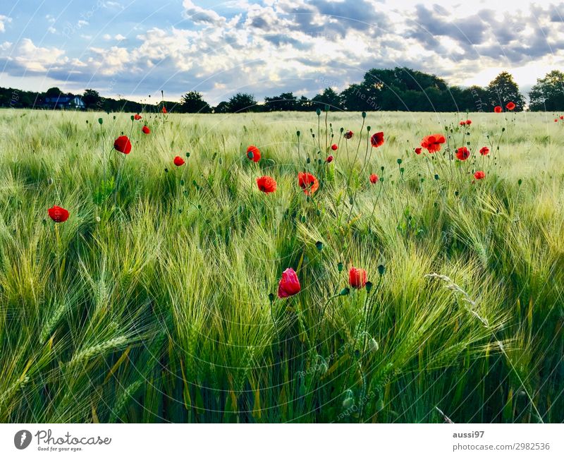 Fields of joy Poppy Grain Summer Fresh To go for a walk Harmonious Vacation & Travel Mature Harvest Shaft of light Grass Agriculture Combine