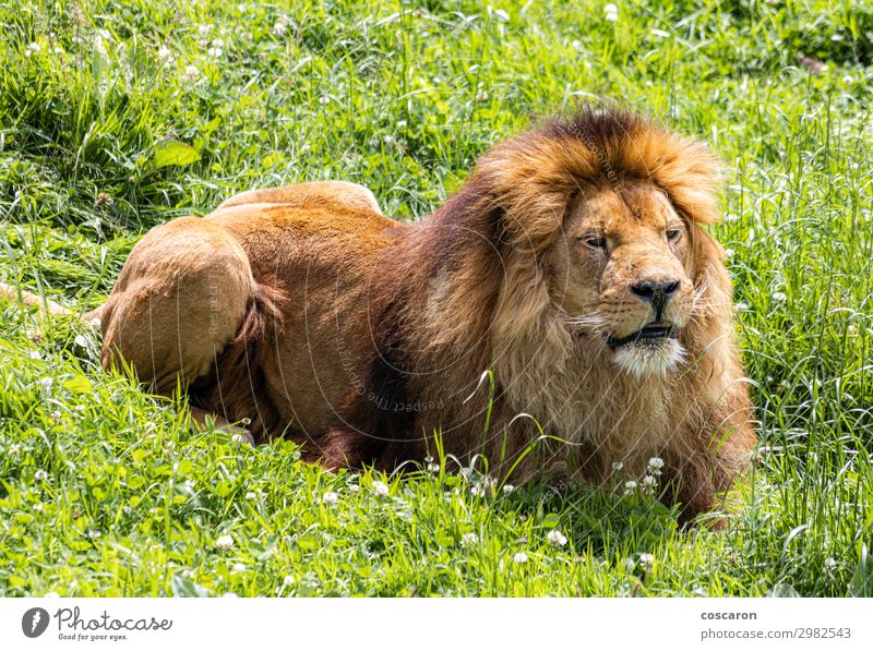 A male lion resting in the African savanna Beautiful Face Vacation & Travel Safari Summer Zoo Nature Animal Sun Spring Grass Park Meadow Field Fur coat
