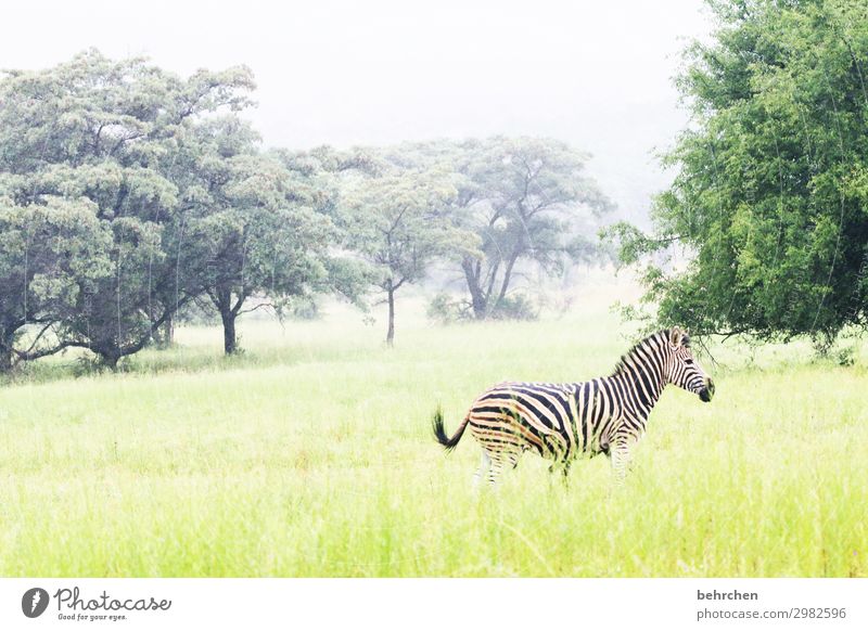 on one's own Animal portrait Deserted Exterior shot Colour photo Wilderness Wanderlust Impressive Striped Exceptional Exotic Fantastic pretty South Africa Grass