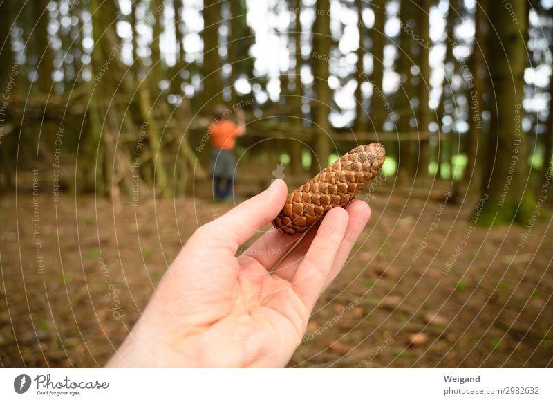 tenons Parenting Kindergarten Plant Idyll Tent camp Fir cone Cone Forest Colour photo Copy Space left Copy Space right