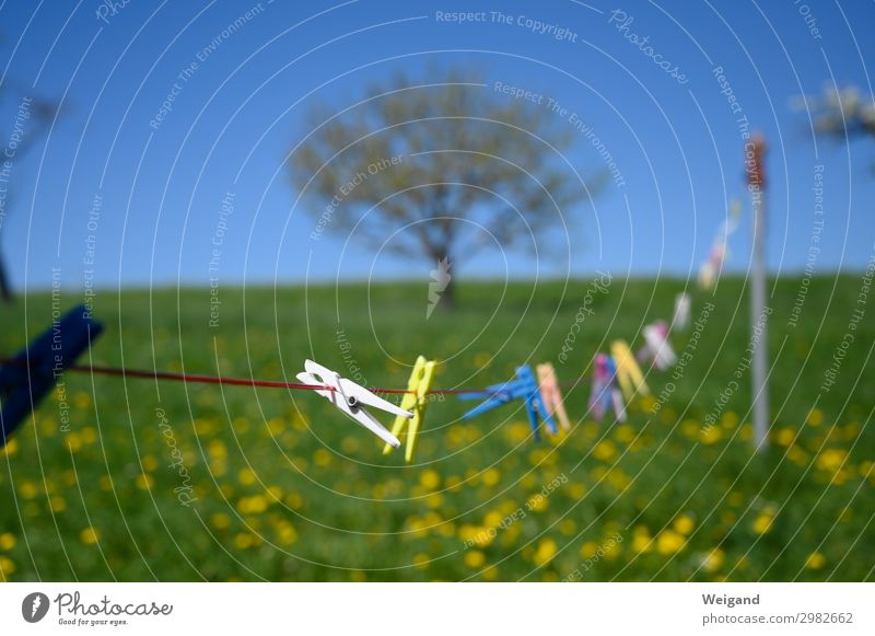 clothesline Tree Fragrance Retro White Peace Garden Clothesline Clothes peg Dry Calm Colour photo Exterior shot Copy Space top Copy Space bottom