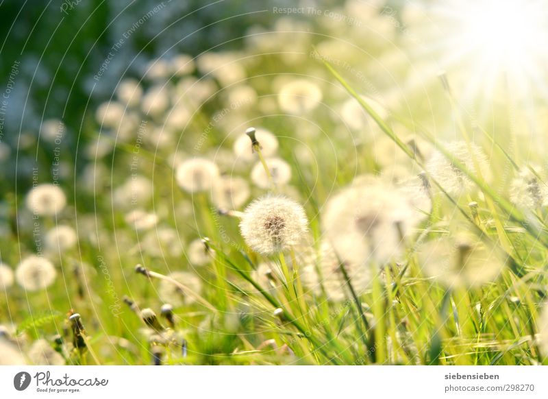 Spherical luminaire Happy Well-being Summer Sun Gardening Nature Plant Sunlight Beautiful weather Flower Grass Blossom Meadow Esthetic Happiness Bright Green