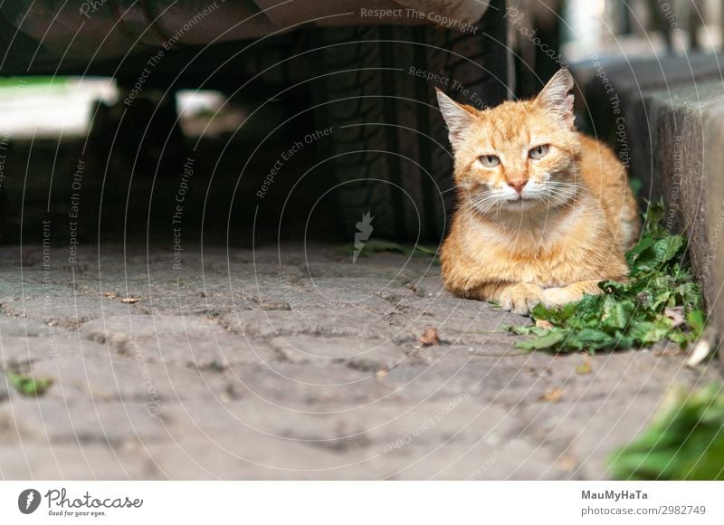 cat portrait in the street Beautiful Face Summer House (Residential Structure) Nature Animal Street Fur coat Pet Cat Sit Bright Cute Yellow Gray Green White