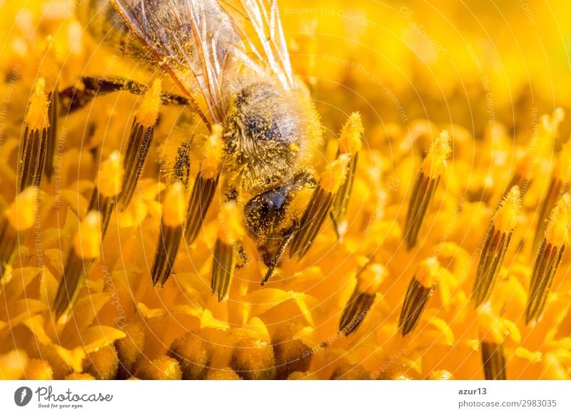 Honey bee covered with yellow pollen collecting sunflower nectar Summer Environment Nature Animal Sun Spring Climate Climate change Weather Beautiful weather