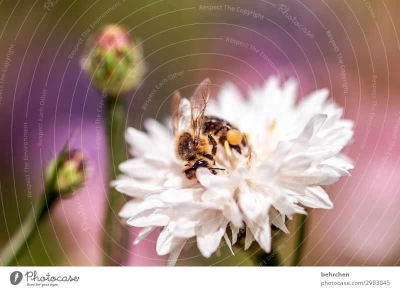 summertime Nature Plant Flower Blossom Garden Meadow Wild animal Bee Animal face Wing 1 Observe Flying To feed Beautiful Small Summer Summery Diligent Nectar