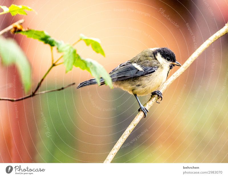 Great Tit On A Twig Stock Photos and Pictures - 4,322 Images