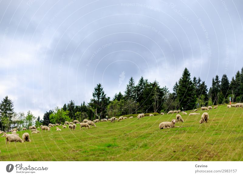 sheep Animal Farm animal Sheep Flock Herd Feeding Meadow To feed Fir tree overcast sky Food Group of animals Animalistic Colour photo Exterior shot Day