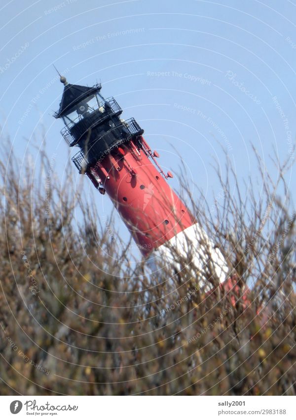 oblique lighthouse... Bushes North Sea Lighthouse To fall Illuminate Threat Creepy Rebellious Fear Bizarre Disaster Apocalyptic sentiment Perspective Surrealism