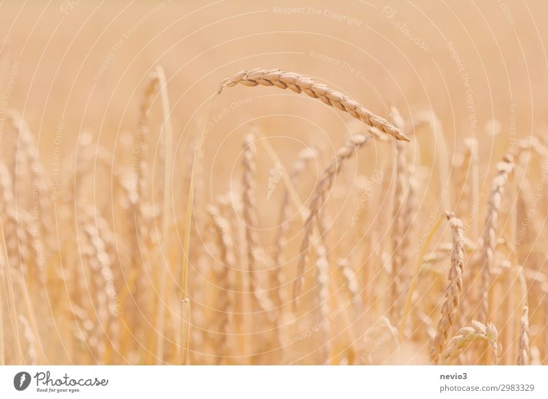 spelt Food Grain Nutrition Nature Plant Summer Grass Agricultural crop Field Healthy Spring fever Spelt Agriculture Grain field Grain harvest Crops Ear of corn