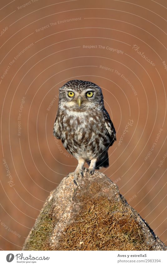 Common owl (Athene noctua) perched on a stone Nature Animal Rock Wild animal Bird Animal face 1 Brown Yellow Gold Gray Black Silver Colour photo Exterior shot