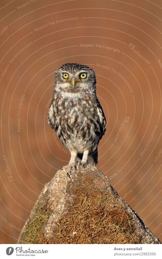 Common owl (Athene noctua) perched on a stone Nature Animal Field Forest Rock Wild animal Bird 1 Free Astute Funny Brown Gray Silver White Colour photo