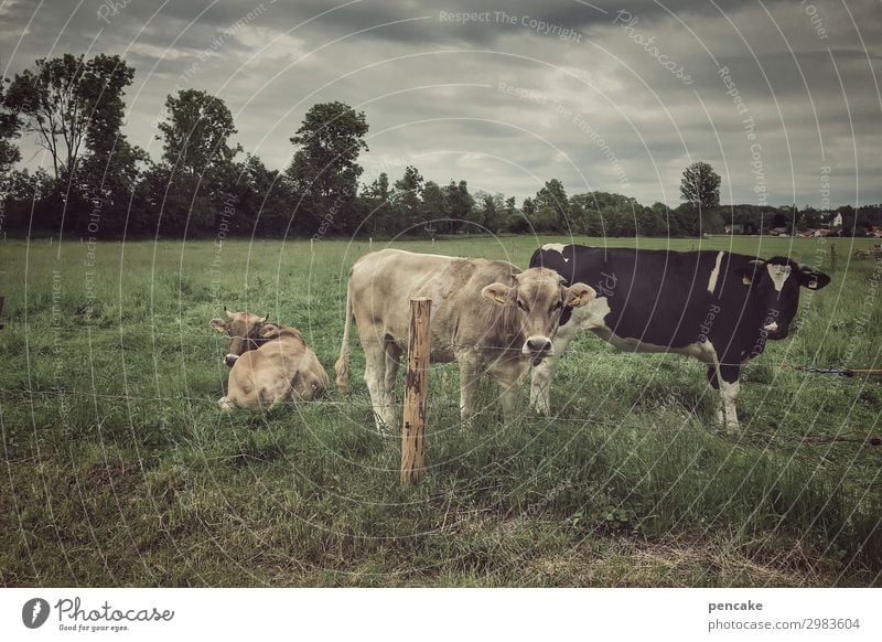 cow village Nature Landscape Summer Bad weather Storm Grass Meadow Field Animal Farm animal Cow 3 Authentic Dark Hick town Agriculture Dairy cow Allgäu