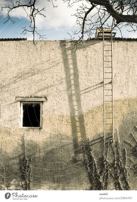for climbers Sky Clouds Tree Twigs and branches Ivy Falkenberg Small Town House (Residential Structure) Wall (barrier) Wall (building) Facade Window Fire ladder