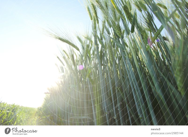 Barley field in summer Nature Landscape Spring Summer Plant Field Green Barleyfield Barley ear Ear of corn Food Food aid Nutrition Healthy Harmful to health