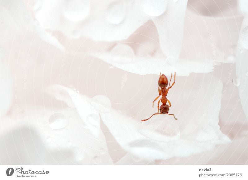 Ant hanging upside down in a flower for drinking Nature Flower Rose White Spring fever Insect Drinking Drinking water Thirst Thirst-quencher Cold drink Thirsty