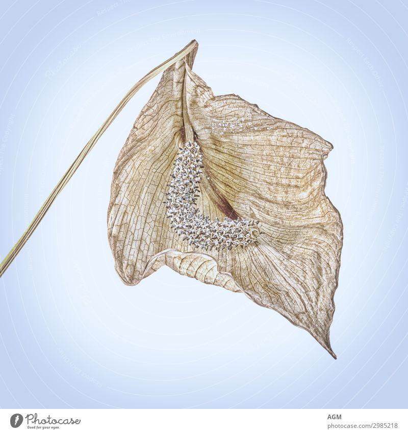 dried blossom of a single leaf plant Nature Plant Spatiphyllum Line Stripe Old Blossoming To dry up Esthetic Elegant Exotic Eroticism Dry Blue Yellow Emotions