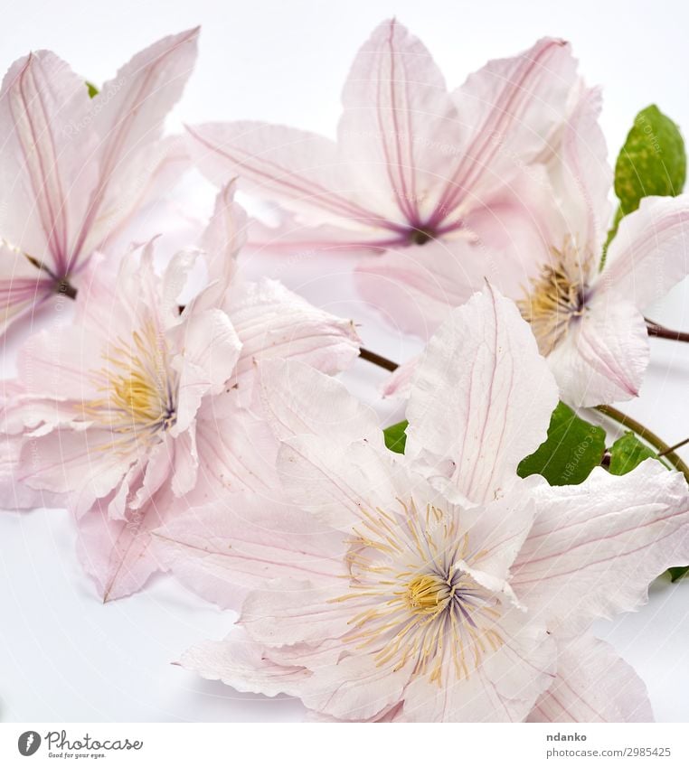 bouquet of pink clematis flowers on white background Beautiful Summer Garden Wedding Nature Plant Flower Leaf Blossom Bouquet Blossoming Fresh Bright Natural