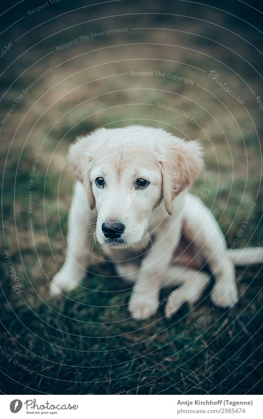 Labrador, Golden Retriver puppy Dog Puppy golden retriver Blonde cute Cute