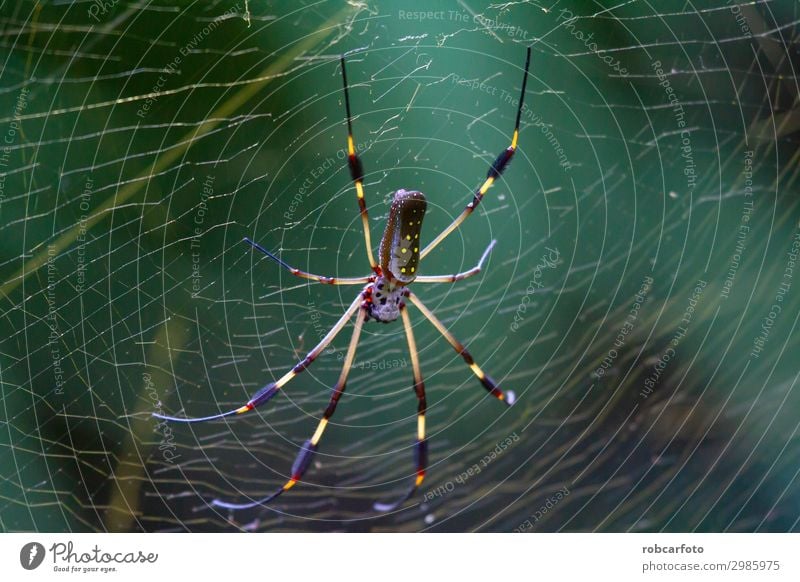 Nephila, golden banana spider in costa rica Beautiful Internet Nature Animal Park Spider Wild Gold Green Dangerous Colour Ribs Insect america Orb River
