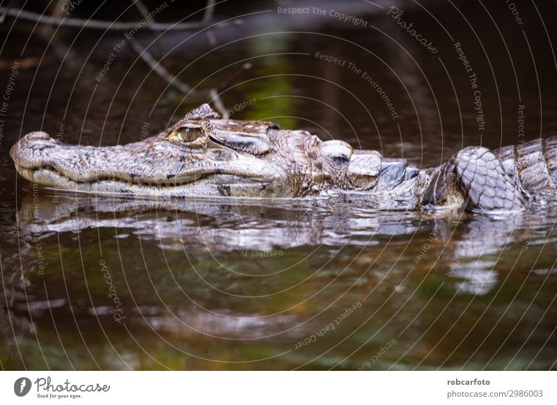 Alligator in Tortuguero National Park of Costa Rica Mouth Teeth Nature Animal Tree Virgin forest River Smiling Wild Anger White Dangerous tortuguero national