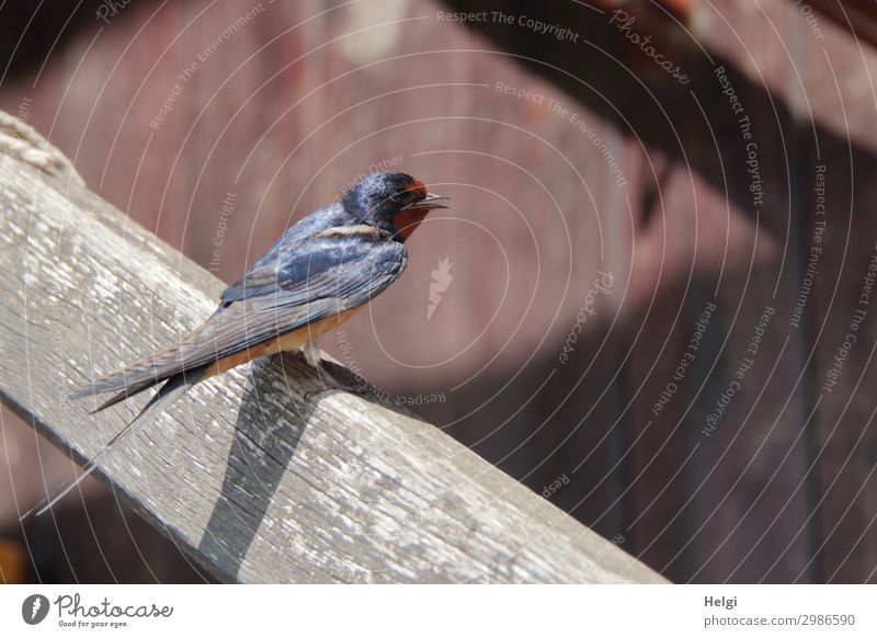 a young swallow sitting in the sunlight on a wooden banister Environment Nature Animal Summer Beautiful weather Wall (barrier) Wall (building) Bird Swallow 1