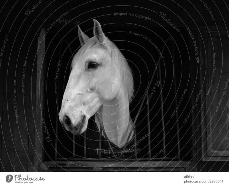 Horse Equestrian sports Animal Farm animal 1 Steel Observe Catch Far-off places Beautiful Gloomy Wild Black White Acceptance Safety Love of animals Peaceful