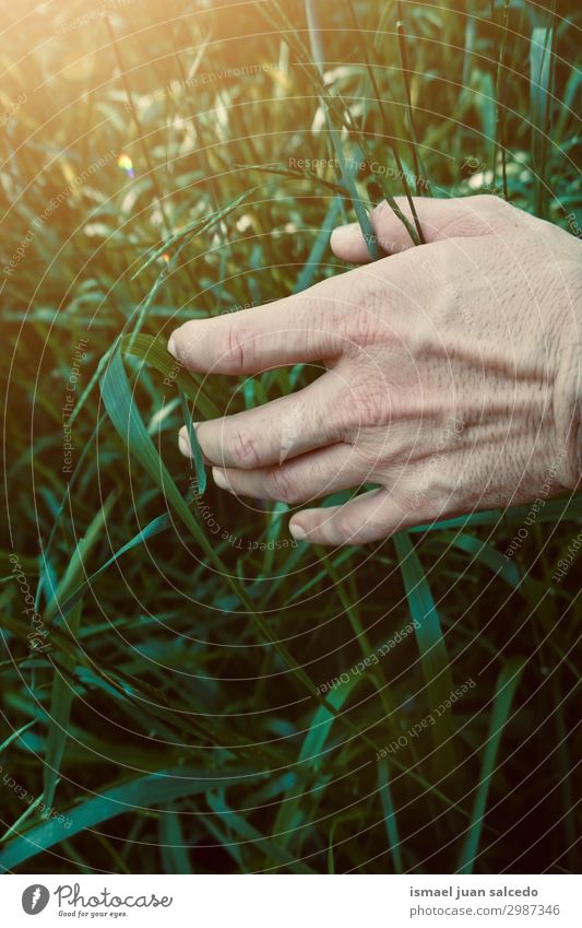 hand with green leaves in the nature Hand Fingers body part Leaf Hold Green Nature Fresh Sunlight Bright Exterior shot Beautiful Fragile Neutral Background