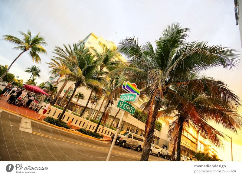 Gay Ocean Drive Downtown Street Crossroads Road junction Hip & trendy Crazy Reliability Eroticism Multicoloured Homosexual Miami Miami Beach USA Palm tree