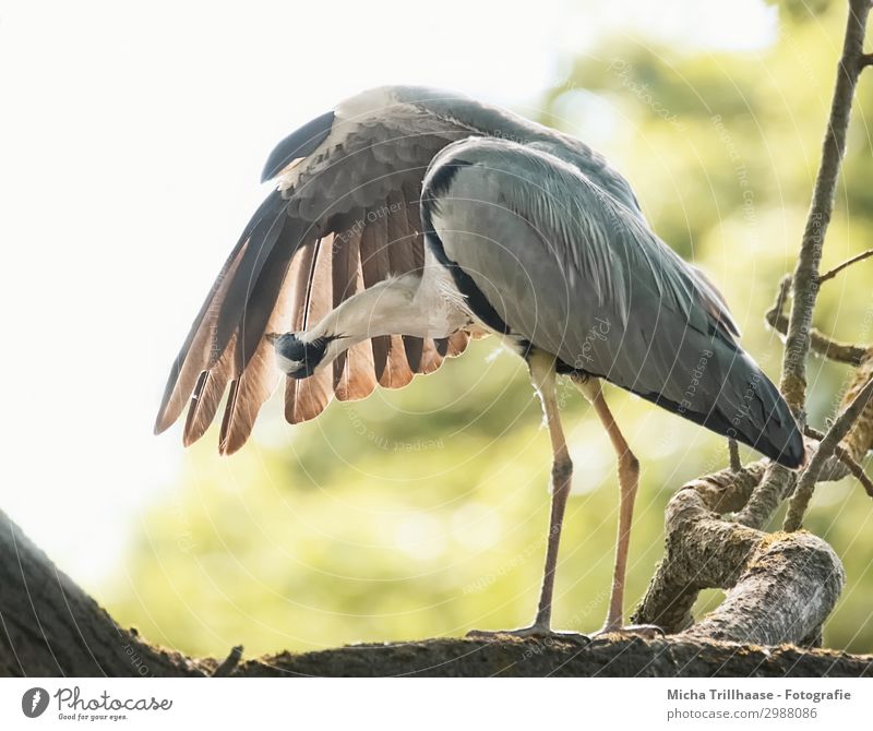 Herons in plumage care Nature Animal Sky Sunlight Beautiful weather Tree Twigs and branches Leaf Wild animal Bird Wing Claw Grey heron herons Feather