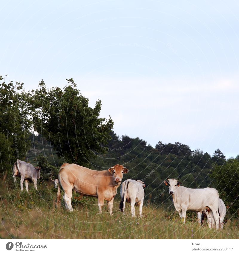 blue eyes Agriculture Forestry Sky Beautiful weather Meadow Animal Farm animal Cow Group of animals Herd Observe Going Looking Stand Wait Natural Together