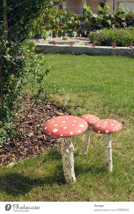 Mushrooms in the garden Garden mushrooms Grass meadow Amanita mushroom Summery Green Lawn Red at home Meadow Nature Colour photo Day Environment Exterior shot