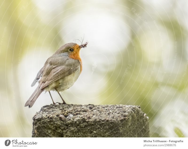 Robin with insect in beak Nature Animal Sunlight Beautiful weather Pole Wild animal Bird Animal face Wing Claw Robin redbreast Beak Eyes Feather Plumed Insect 1