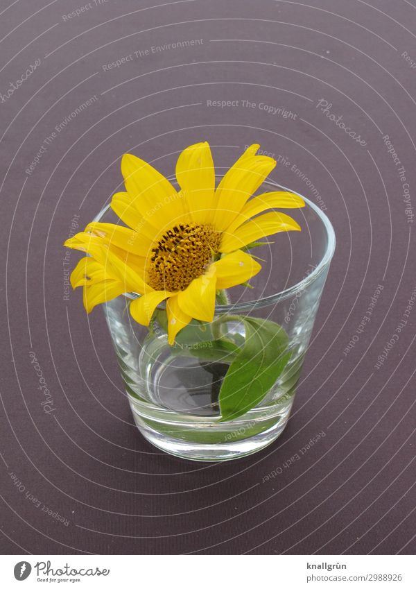 table decoration Plant Flower Blossom Tumbler Yellow Gray Green Decoration Design Colour photo Interior shot Deserted Copy Space left Copy Space right